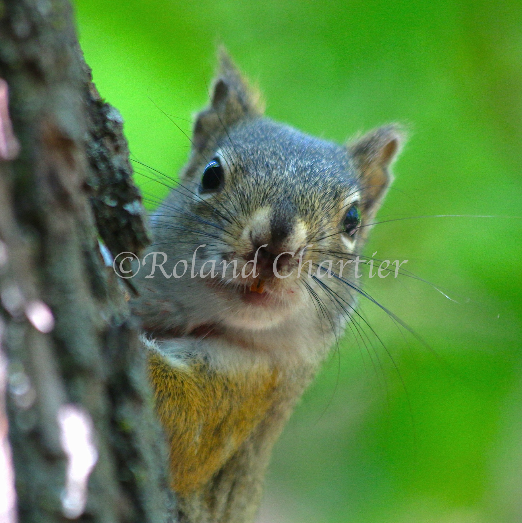 Squirell climbing a branch looking around the corner